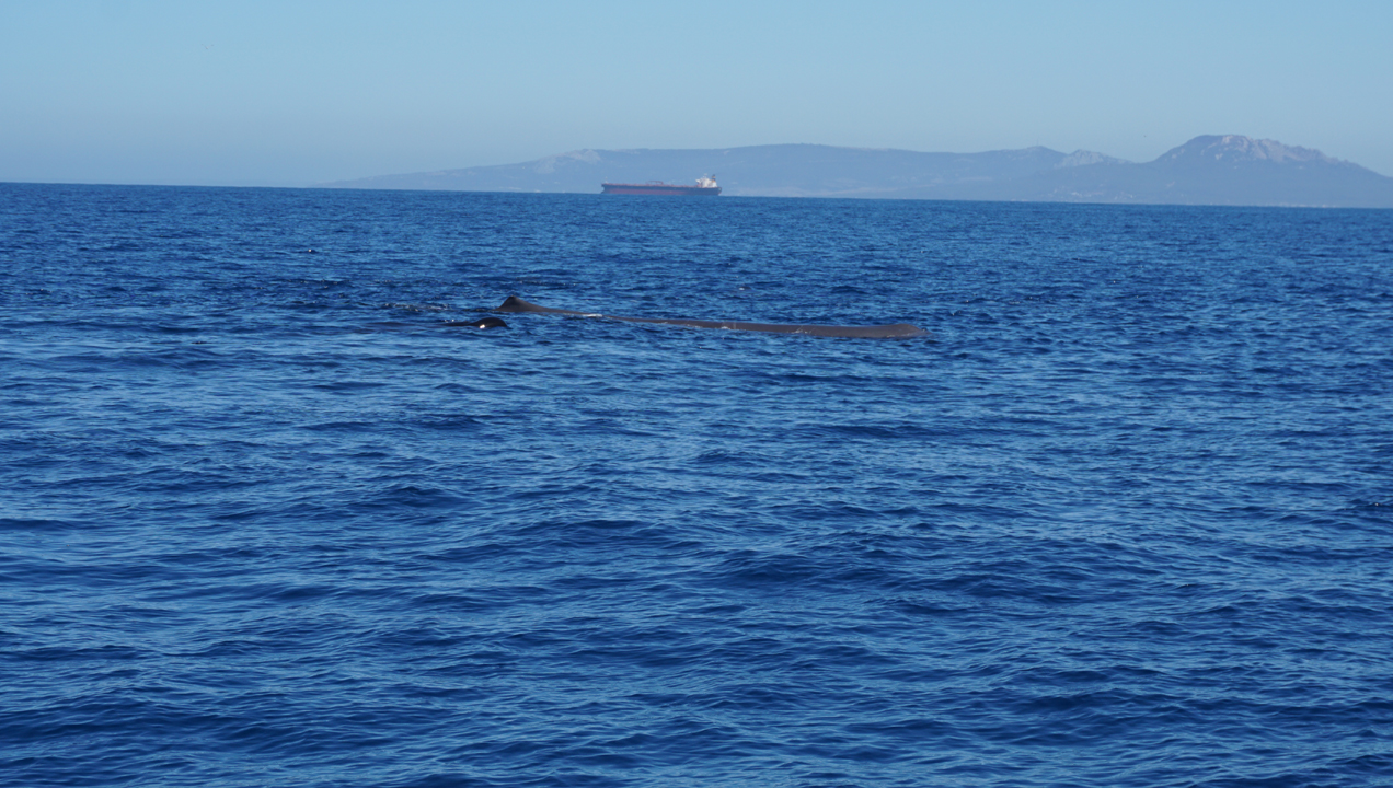 avistamiento-cahalote-estrecho-gibraltar