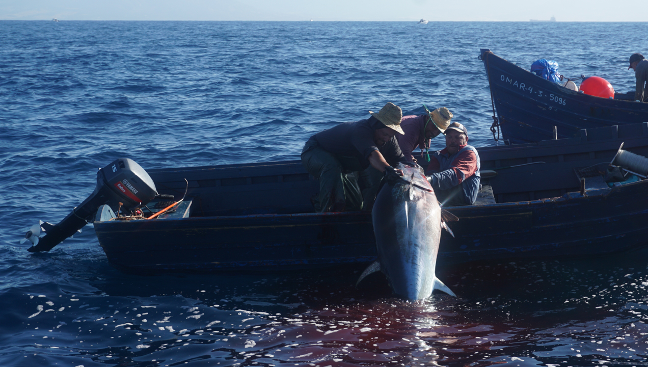 pescando-atun-rojo-patera-1