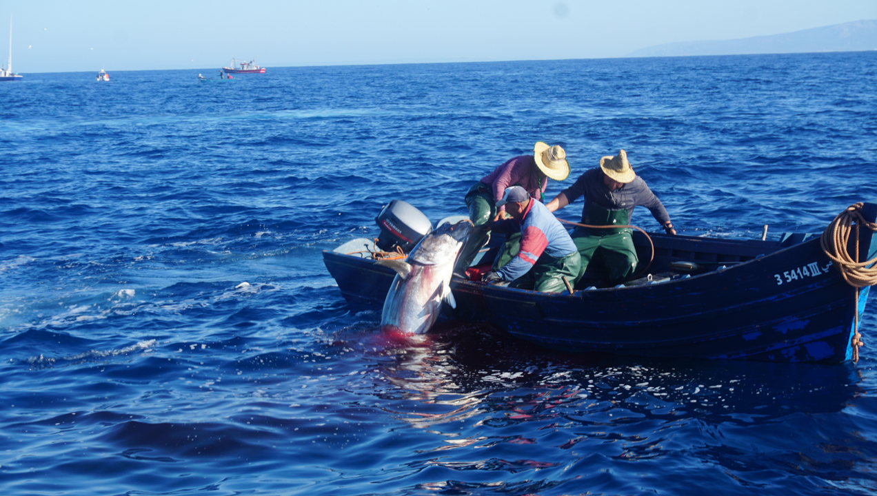 pescando-atun-rojo-patera